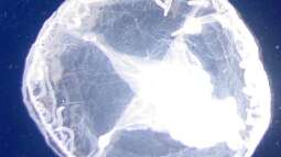 Quallen im Gartenteich: Ein ungewöhnlicher, aber natürlicher Gast