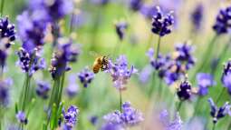 Pflanzen für ein immerblühendes Beet