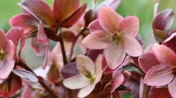 Pflanzen für ein immerblühendes Beet