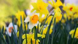 Pflanzen für ein immerblühendes Beet