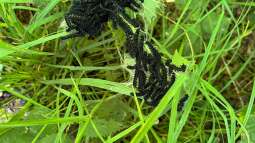 Brennnesseln: Wieso sind sie so wichtig für das Tagpfauenauge?