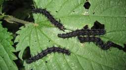 Brennnesseln: Wieso sind sie so wichtig für das Tagpfauenauge?