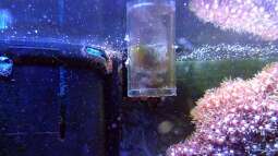 Verdunstung im Aquarium: Ausgleich mit einer automatischen Nachfüllanlage