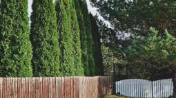 So hältst du deine Thujahecke gesund: Krankheiten am besten vermeiden