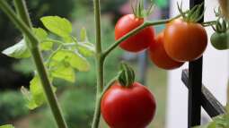 Gemüse auf dem eigenen Balkon anbauen: So kann es gelingen