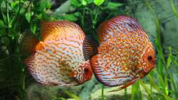 Das richtige Futter für Diskusfische – Warum Rinderherz keine Option sein sollte