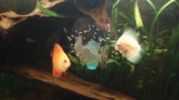 Das richtige Futter für Diskusfische – Warum Rinderherz keine Option sein sollte