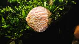 Das richtige Futter für Diskusfische – Warum Rinderherz keine Option sein sollte