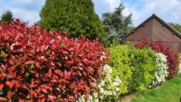 Das sind die beliebtesten Heckenpflanzen bei deutschen Gartenliebhabern