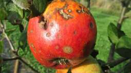 Begriffe erklärt: Was sind Fungizide?