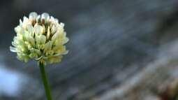 Für Gartenliebhaber oft nur Unkraut: Der Klee