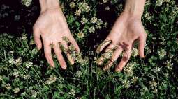 Für Gartenliebhaber oft nur Unkraut: Der Klee