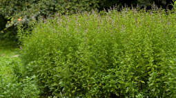 Verschiedene Arten von Minze im Garten – So gelingt dir der aromatische Kräutergarten