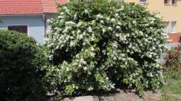 Der Pflanzenplan für deinen eigenen Duftgarten: So erschaffst du eine duftende Oase