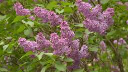 Der Pflanzenplan für deinen eigenen Duftgarten: So erschaffst du eine duftende Oase