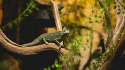 Was tun, wenn es im Terrarium zu heiß wird?