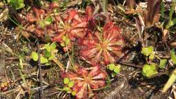 Geeignete heimische fleischfressende Pflanzen im Terrarium