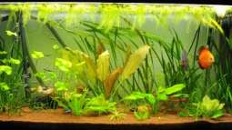 Aquarien energiesparsam betreiben - Chancen und Möglichkeiten