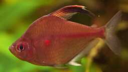 Dauerbrenner im Aquarium: Die Salmler