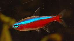 Ein Leitfaden zu den Unterschieden zwischen verschiedenen Neonsalmler-Arten