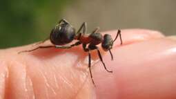 Kleine Terrarien: Was für Tiere kommen in die Auswahl?