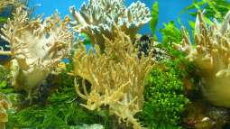 Aquarium im Wohnzimmer aufstellen – das ist zu beachten