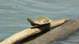 Schildkröten im Gartenteich halten