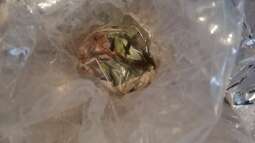 Neue Fische aus dem Buntbarschparadies