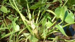 Invasive Arten: Darum sind sie so gefährlich für die heimische Flora und Fauna