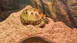 Schildkröten im Terrarium halten