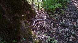 Heimische Schlangen: Terrariumhaltung möglich?