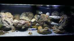 Das Biotopaquarium – Unterschiede zur gängigen Aquaristik