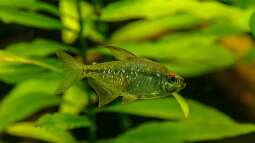 Dauerbrenner im Aquarium: Die Salmler