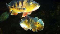 Seltene Süßwasserraubfische richtig füttern