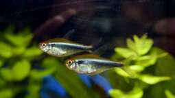 Ein Leitfaden zu den Unterschieden zwischen verschiedenen Neonsalmler-Arten