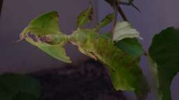 Kleine Terrarien: Was für Tiere kommen in die Auswahl?