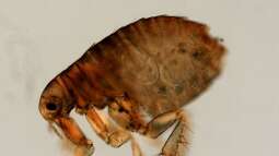 Wie kann ich mein Terrarium am besten gegen Parasiten oder Krankheiten schützen?