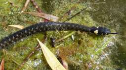 Heimische Schlangen: Terrariumhaltung möglich?