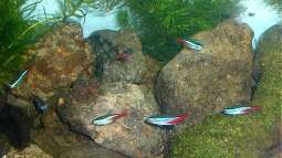 Dauerbrenner im Aquarium: Die Salmler