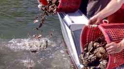 Austernzucht: Die Geheimnisse hinter den Meeresdelikatessen