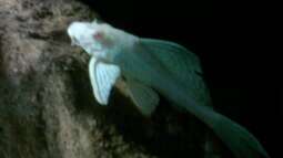 Albinismus bei Zierfischen: Einblick in die Welt der weißen Schönheiten