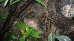 Kleine Terrarien: Was für Tiere kommen in die Auswahl?