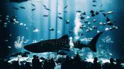 Das größte Aquarium der Welt: Georgia Aquarium
