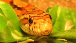 Reptilien als Haustiere für Kinder: Sicherheit und Pflege