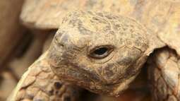 Schildkröten im Terrarium halten