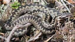 Heimische Schlangen: Terrariumhaltung möglich?