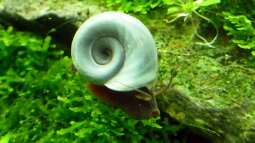 Verbreitet in Aquarien zu finden: Turmdeckel- und Posthornschnecken