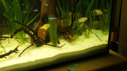 Artvorstellung,heute Apistogramma panduro