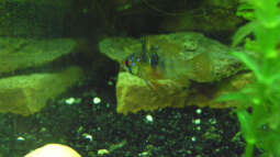 Phänomen Zwergbuntbarsche,oder: Unsere Gro??en Kleinen