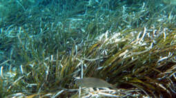 Mallorca unter der Wasseroberfläche